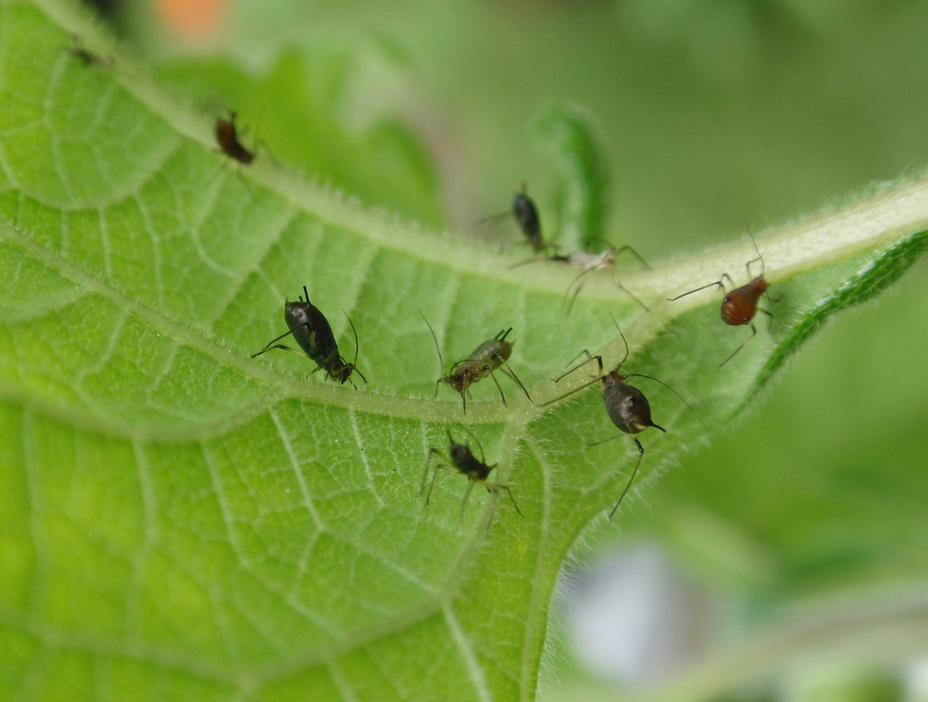 Aphids 